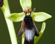 Ophrys Insectifera (9)