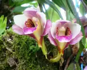 Orquídea (6)