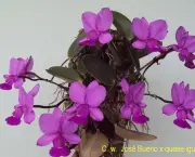 Orquídea (7)