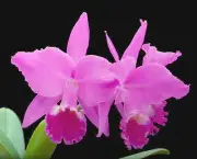 Orquídea (9)