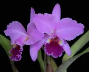 Orquídea (10)