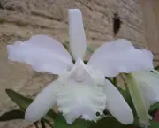 Orquídea (16)