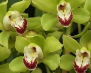 orquidea-cimbidio (4)