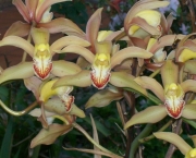 orquidea-cimbidio (10)