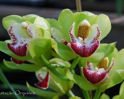 orquidea-cimbidio (17)