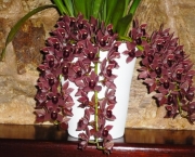Orquídea Cimbídio Pendente (1)