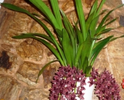 Orquídea Cimbídio Pendente (2)