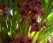 Orquídea Cimbídio Pendente (3)