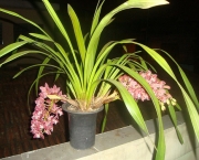 Orquídea Cimbídio Pendente (4)