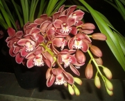Orquídea Cimbídio Pendente (6)