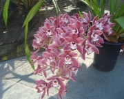 Orquídea Cimbídio Pendente (7)