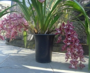 Orquídea Cimbídio Pendente (8)