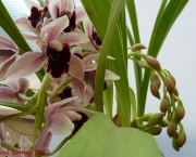 Orquídea Cimbídio Pendente (10)