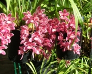 Orquídea Cimbídio Pendente (12)
