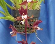 Orquídea Cimbídio Pendente (13)