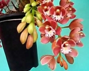 Orquídea Cimbídio Pendente (15)