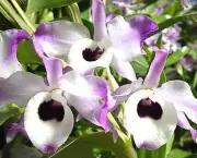 Orquídea Dendróbio-Compacta (10)