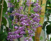 Orquídea Dendróbio-Compacta (15)