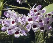 Orquídea Dendróbio-Compacta (17)
