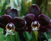 Orquídea Negra - Significado (2)