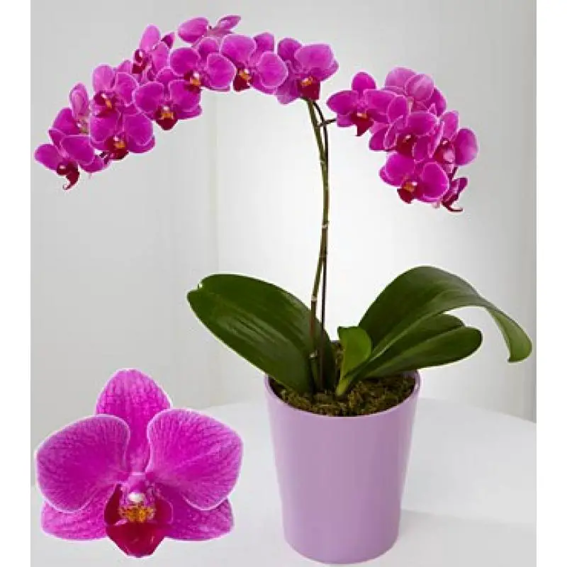 Orquídea Phalaenopsis Flores Cultura Mix