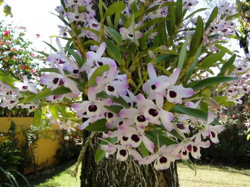 Como Plantar Orquídeas Flores Cultura Mix
