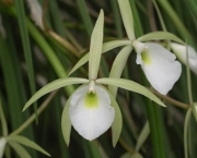 Orquídeas de Sol Pleno (6)