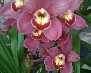 Orquídeas Raras e Exóticas (1)