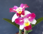 Orquídeas Raras e Exóticas (2)