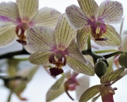 Orquídeas Raras e Exóticas (5)