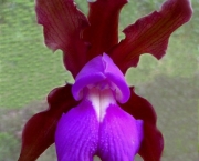 Orquídeas Raras e Exóticas (6)