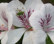 orquidia-branca-1