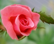 Os Principais Cuidados Com As Rosas (4)