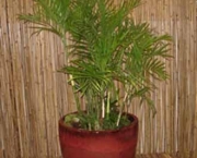 palmeira-chamaedorea-ideal-para-espacos-internos (8)