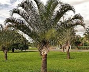 palmeira-triangular-2