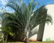 palmeira-triangular-3