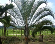 palmeira-triangular-4