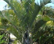 palmeira-triangular-7