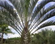 palmeira-triangular-8
