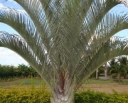 palmeira-triangular-9