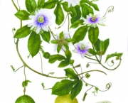 Passiflora Edulis (1)