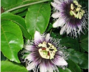 Passiflora Edulis (3)