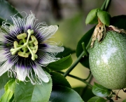 Passiflora Edulis (3)