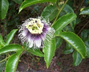 Passiflora Edulis (4)