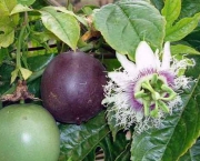 Passiflora Edulis (5)