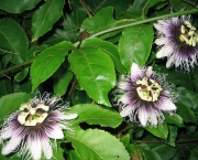 Passiflora Edulis (7)