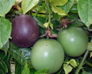 Passiflora Edulis (8)
