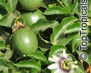 Passiflora Edulis (11)