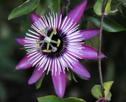 Passiflora Edulis (12)