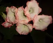 perfumes-das-flores-noturnas (11)